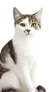 Pentru alte animale